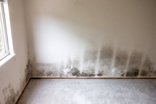 Mold Remediation for Vacation Homes in Deep River Center, CT